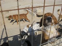 Boulder Weekly Greek Dog Rescue