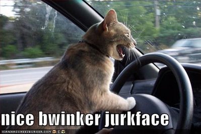 Kitty road-rage