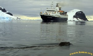 Out for a lovely swim in the Antarctic. Photo by Alek Komarnitsky. 