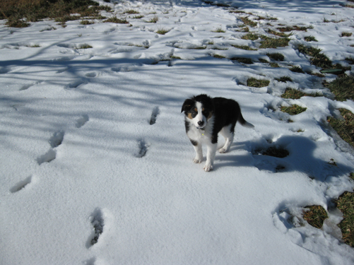 Fremont loves the snow!