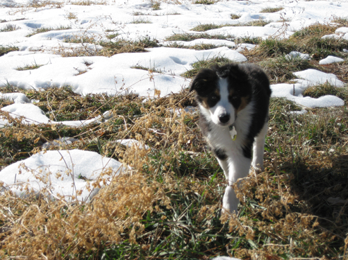 In the grass -- look how long those legs are getting!