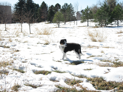 Snow dog!