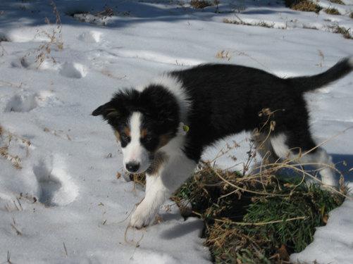 Mid-romp-- watch out for those pickly bushes!