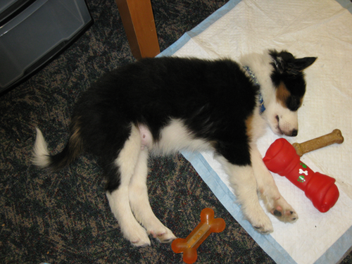 *Whew*! All that play makes for a tired border collie! 