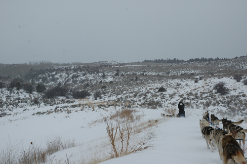 Sarah's team -- led by Sassy and Shyka -- follow Wally's sled. 