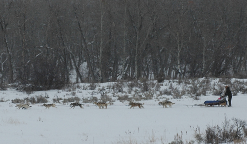 Wally's team blasts through an open aspen meadow. Mountain mushers has awesome, private trails to explore!