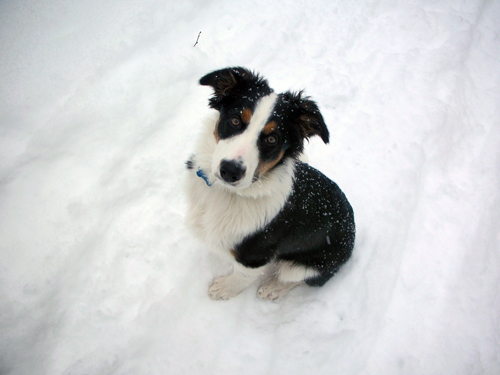 Fremont the border collie in the snow! Look at that face!