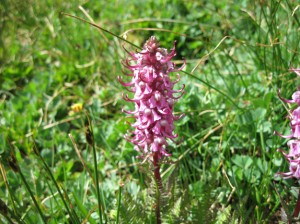 Elephant's head on Mount Oklahoma