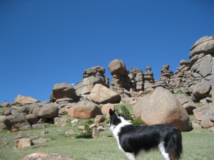 Fremont the border collie at Bison Peak, Colorado