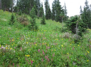 Snowmass mountain wildflowers