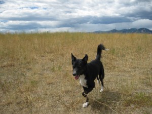 Mistokles the Greek rescue dog