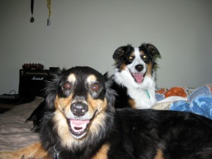 fremont-the-border-collie-and-friend-mystic