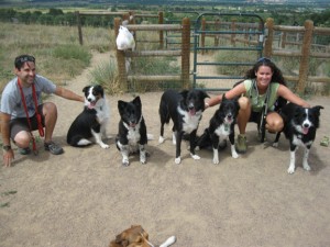 Mistokles and the border collie crew