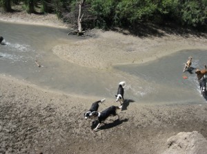 Border collie fremont plays in the water.