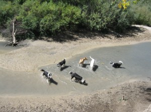 Border collie Fremont and friends
