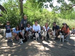 Western Border collie rescue J-Pups 1st birthday