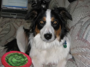 Border collie Fremont on his first birthday!
