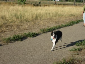 Border collie Fremont romps at Davidson Mesa