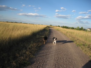 Border collies Fremont and Mystic