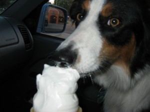 Border collie Fremont ice cream time