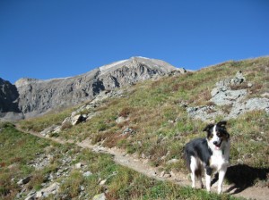 Fremont the border collie approaches Handies Peak