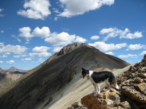 Fremont the border collie on Whitecross Mountain