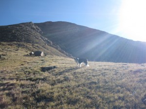 Fremont the border collie bathed in heavenly light.