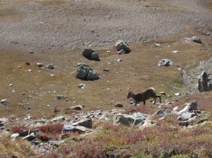 Big horn sheep