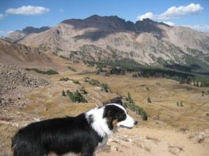 Fremont the border collie on Eccles Pass