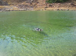 Fremont the border collie swims in the Gore Range