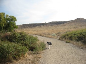Keva border collie at Sage Trail Boulder Colorado