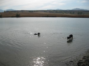 Dogs play at lake at Sage Trail