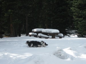 Fremont and Tillie Border Collies