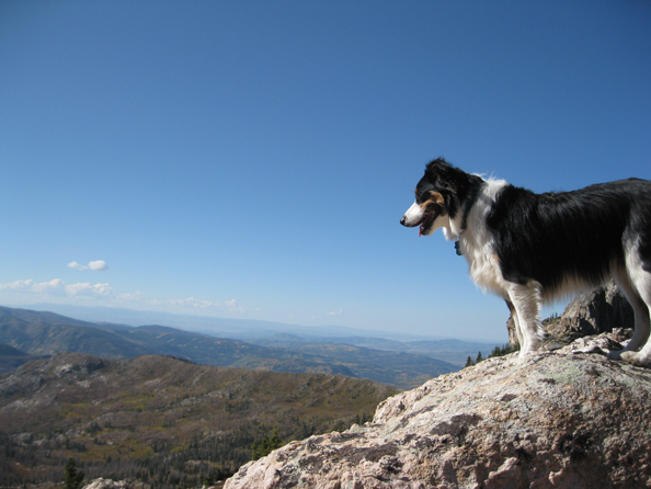 Fremont border collie on Big Agnes. 