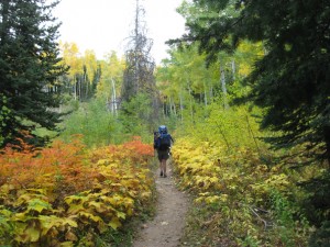 Mica Basin Trail in Steamboat Springs, Colorado.