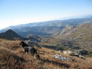 Mystic border collie climbs Medium Agnes Steamboat Springs Colorado.