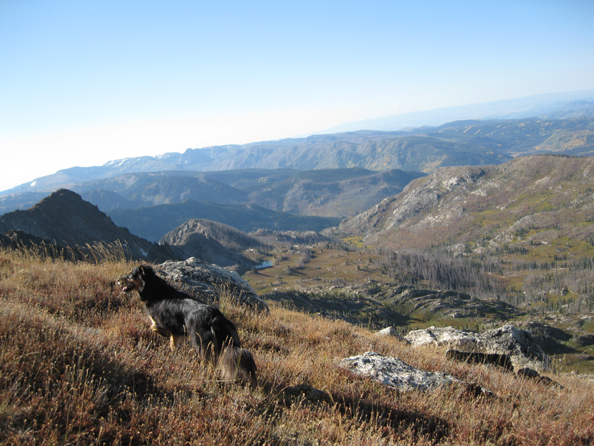 Mystic border collie climbs Medium Agnes Steamboat Springs Colorado. 