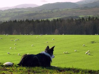 Border Collie