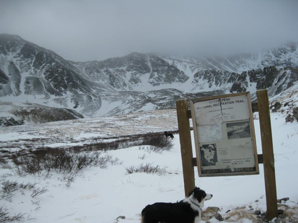 Fremont border collie reads the Grays Peak sign