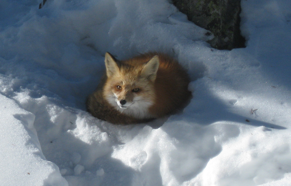 Colorado fox