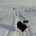 Mystic and Fremont Border Collie Colorado