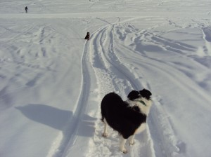 Mystic and Fremont Border Collie Colorado