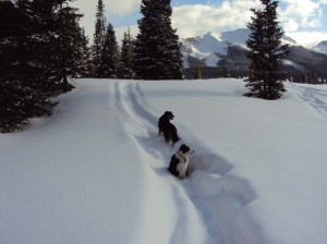 Colorado snowshoe