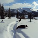 Colorado dog snow