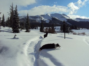 Colorado dog snow