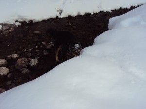 Mystic border collie
