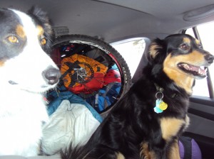 Border Collie pilots