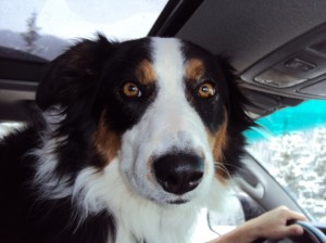 Fremont the border collie