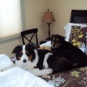 Tired border collies.