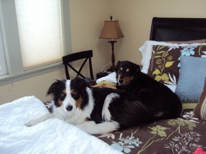 Tired border collies.